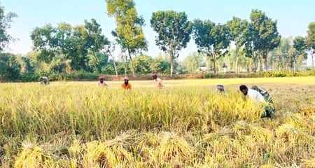 আমন ধান কাটা