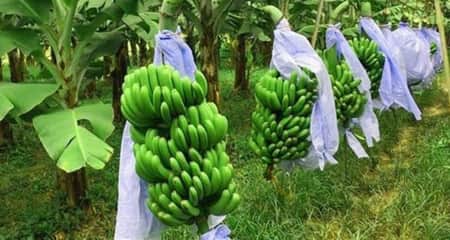 কলা চাষে