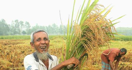 কৃষকের মাঠের আমন ধান