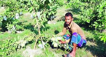 পেয়ারা চাষ