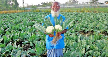 ফুলকপি