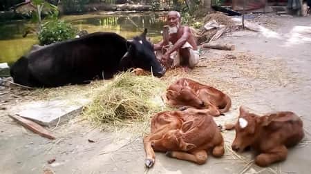 বাছুর