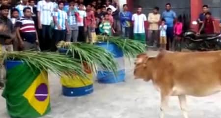 গরুর ভবিষ্যৎ বাণী, এবার বিশ্বকাপ জিতবে ব্রাজিল বিশ্বকাপ জিতবে ব্রাজিল