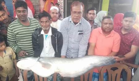 বোয়াল