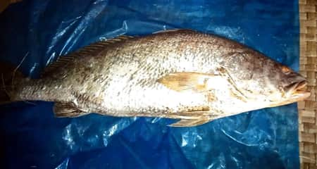 মাছ