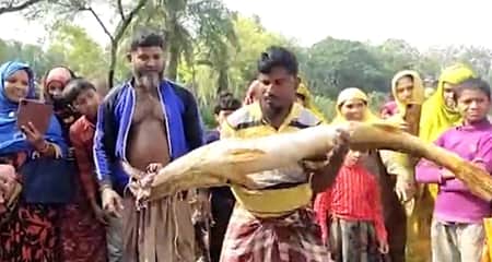 মাছ