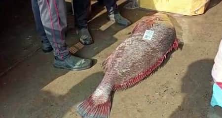 মাছ