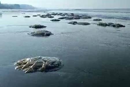 মৃত জেলিফিশ