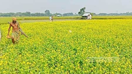 সরিষার হলুদ ফুলে স্বপ্ন দেখছেন কৃষকরা সরিষার হলুদ ফুল