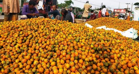 সুপারির বাম্পার ফলন