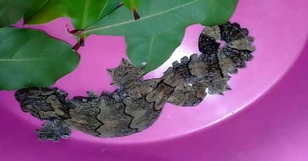 বন্যপ্রাণী