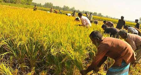 আমন ধানের ভালো ফলন