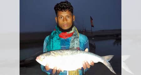 ইলিশ মাছ