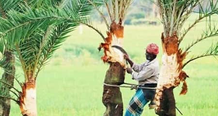 যশোরে খেজুর গাছের সঙ্গে হারিয়ে যাচ্ছে গাছিরাও খেজুর রস