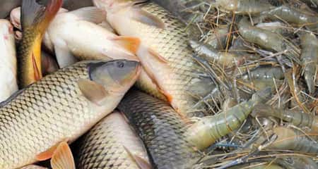 গলদা ও কার্পের মিশ্র চাষ