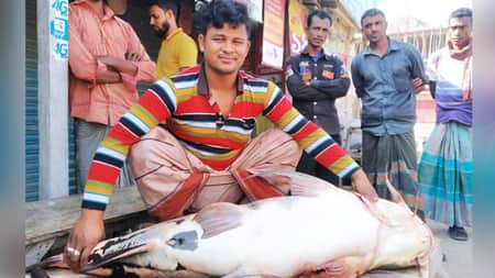বাঘাইড় মাছ