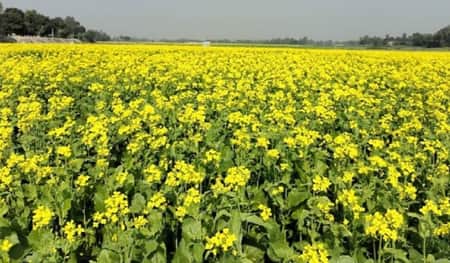 বাম্পার