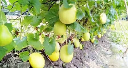 রকমেলন