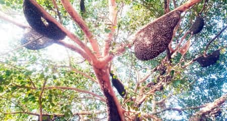 এক গাছে ৫০টি মৌচাক ৫০টি মৌচাক
