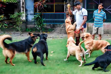 বাংলাদেশ সীমান্তে অন্তঃসত্ত্বা ভারতীয় গোয়েন্দা কুকুর, তদন্তে বিএসএফ ভারতীয় গোয়েন্দা কুকুর