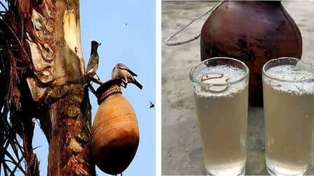 খেজুরের রস কাঁচা না খাওয়ার পরামর্শ খেজুরের রস