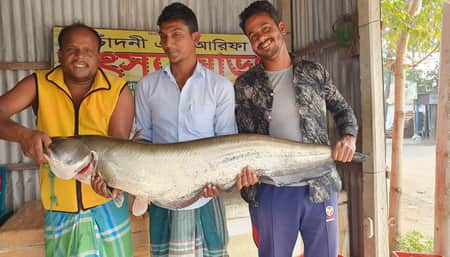 পদ্মার বোয়াল ও কাতল