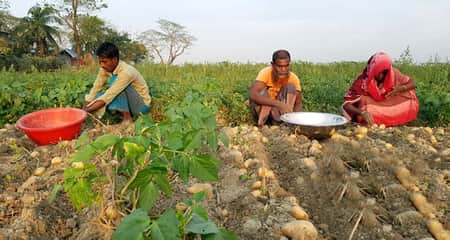 আলু চাষ