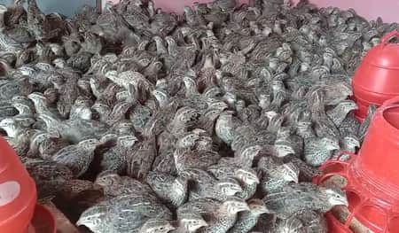 কোয়েল পাখি