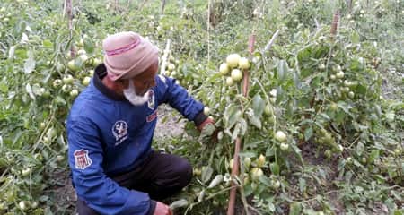 টমেটো চাষে