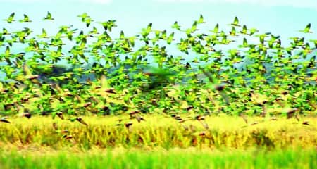 টিয়া