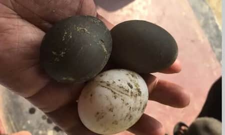 ডিম