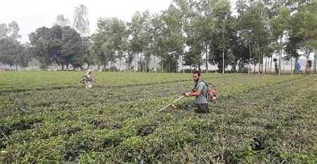 যে কারণে ২ মাস বন্ধ থাকবে উত্তরাঞ্চলের চা কারখানা