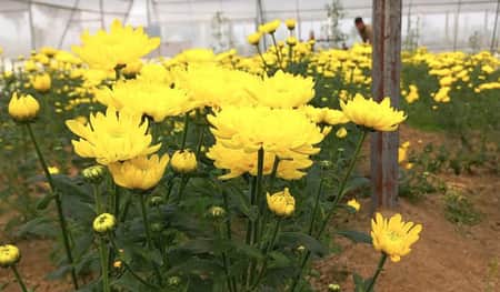 ফুল