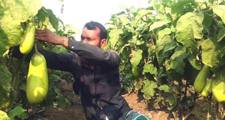 বড় বড় বেগুন