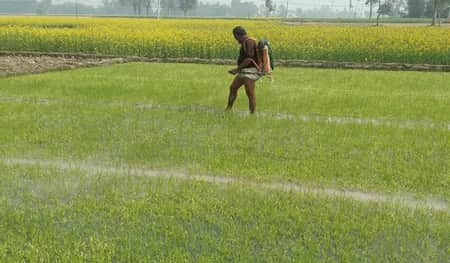 বীজতলা