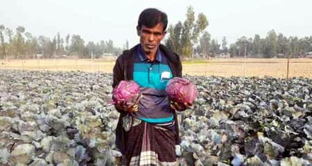 লাল বাঁধাকপি চাষ