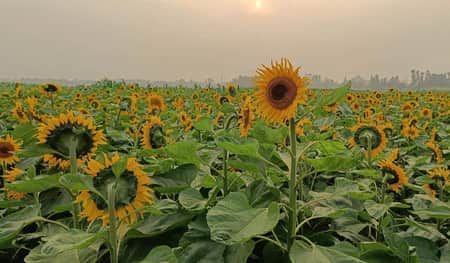 সূর‌্যমূখি