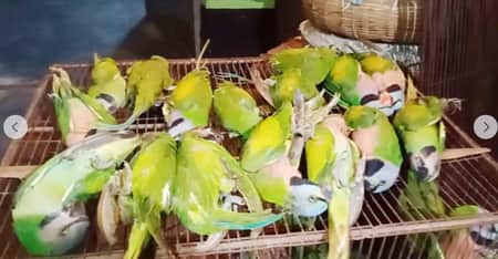 আকাশে মুক্ত করা হলো ১০০ পাখি
