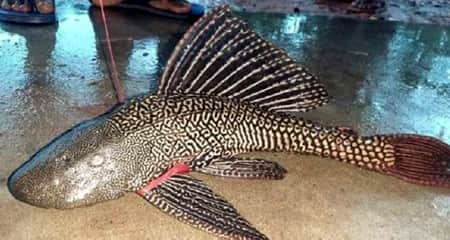 Govt issues final notification banning Sucker Fish সাকার ফিশ