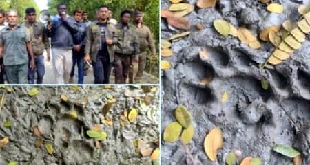 লোকালয়ে বাঘ, সতর্ক থাকতে বনবিভাগের মাইকিং Tiger