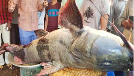 পদ্মা নদীতে ধরা পড়ল বিশালাকারের এক বাঘাইড়, বিক্রি হলো যত দামে...