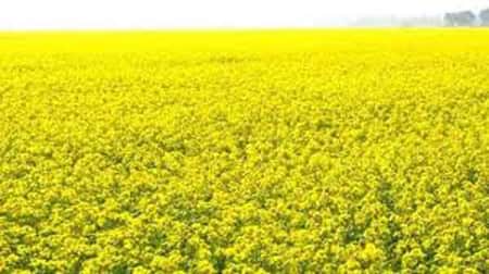 ফেনীতে সরিষার বাম্পার ফলনে কৃষকের মুখে হাসি
