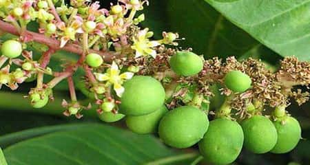 আমের মুকুল