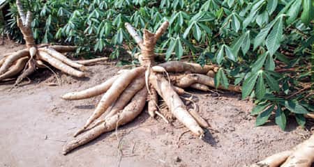 কৃষিখাত