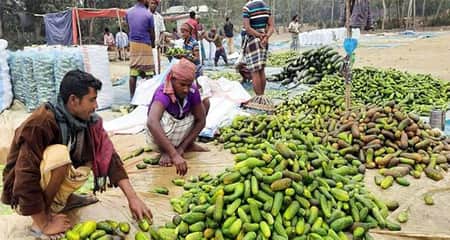 খিরার ভালো দাম