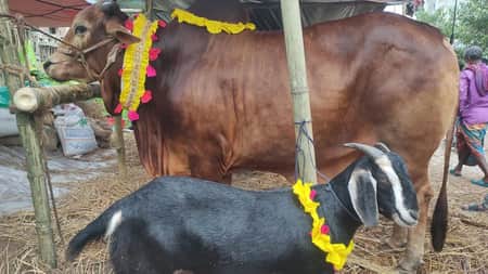 দেশে গরুর চেয়ে ছাগলের সংখ্যা বেশি গরু ও ছাগল