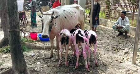 গাভী