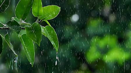 দেশের যে বিভাগে গুঁড়ি গুঁড়ি বৃষ্টির পূর্বাভাস