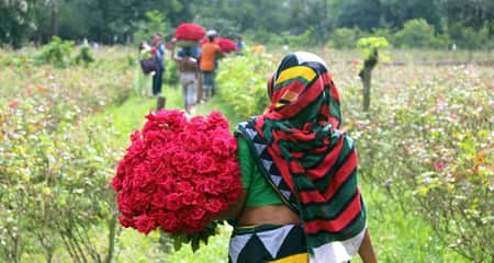 গোলাপ চাষে