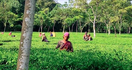 চায়ের উৎপাদন